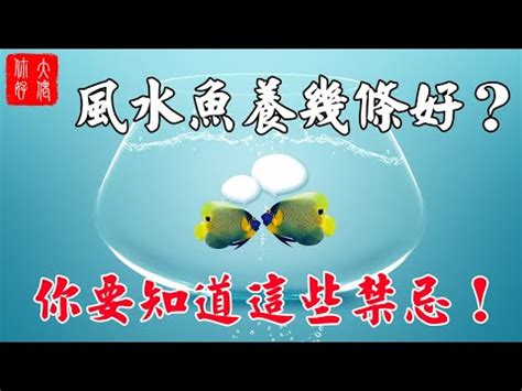 養魚隻數|養對魚數：財運滾滾來